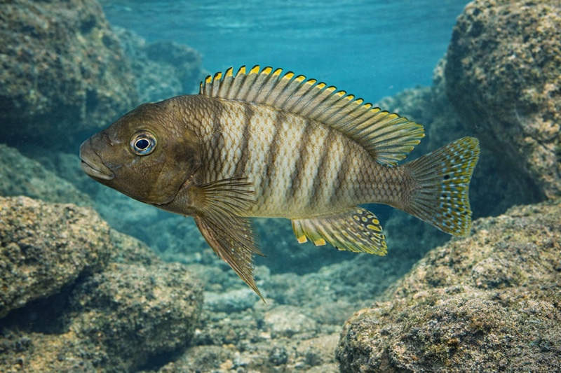 Petrochromis famula 'Nkondwe Island'